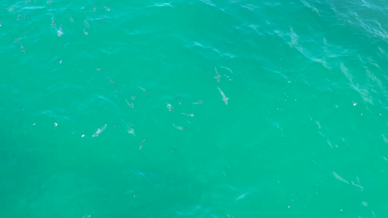 Teal coastal water at Laguna Beach, Baja California Sur, with small fish silhouettes and bright surface reflections, with no visible people.