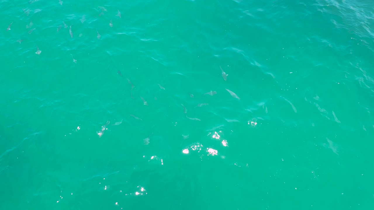 Overhead view into turquoise Laguna Beach water where small fish shapes appear across the frame beneath subtle ripples, with no visible people.
