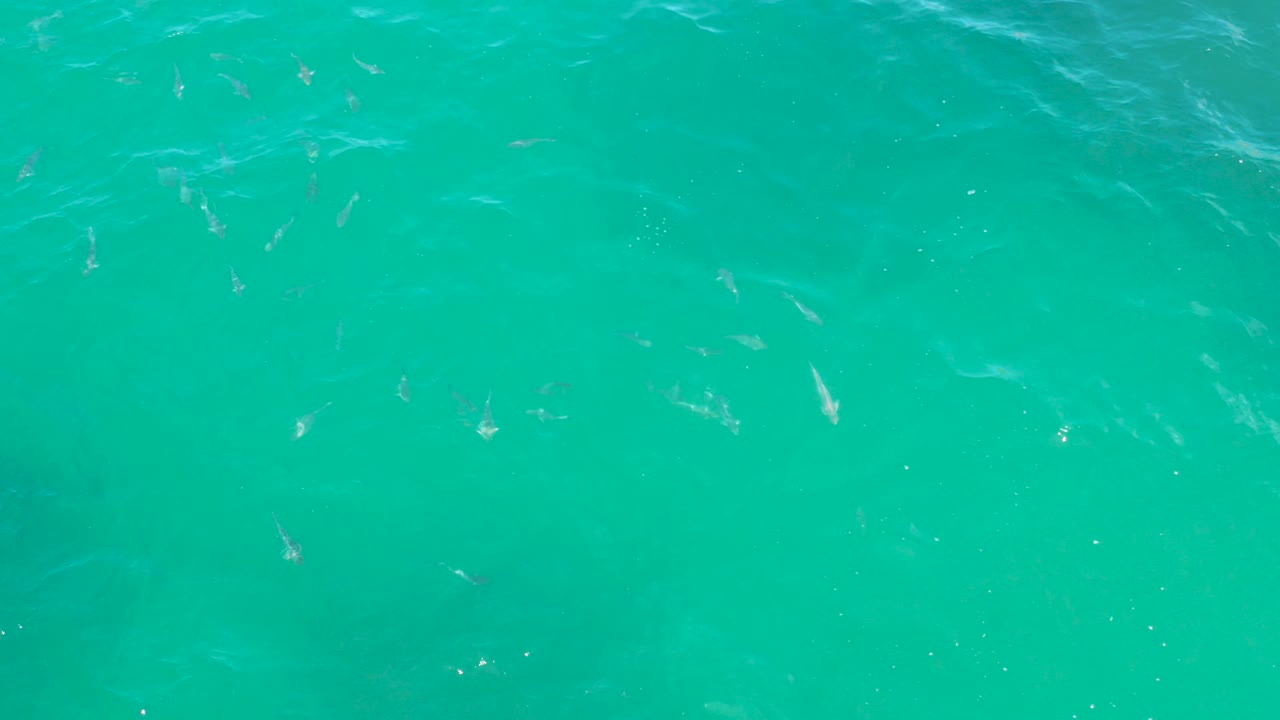 Small fish scattered in clear turquoise water.