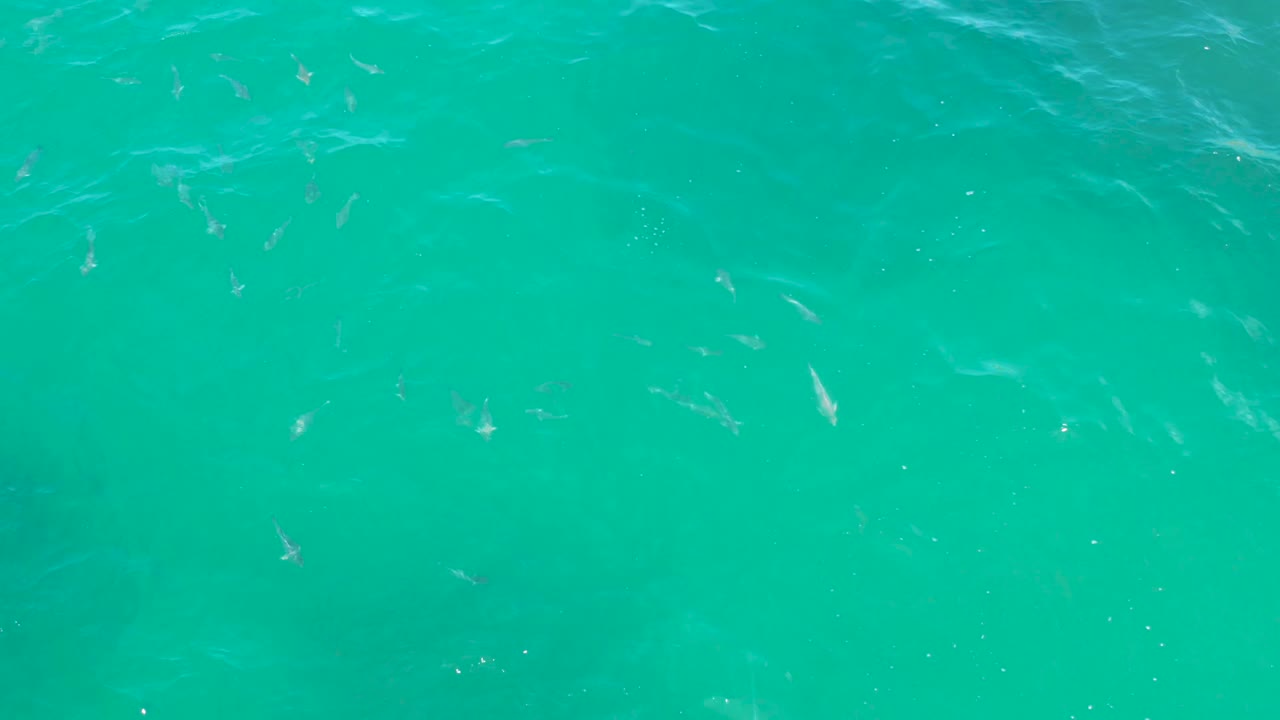 Small fish appear across the upper and center portions of blue-green water in Laguna Beach, Baja California Sur, with faint wave texture and no visible people.