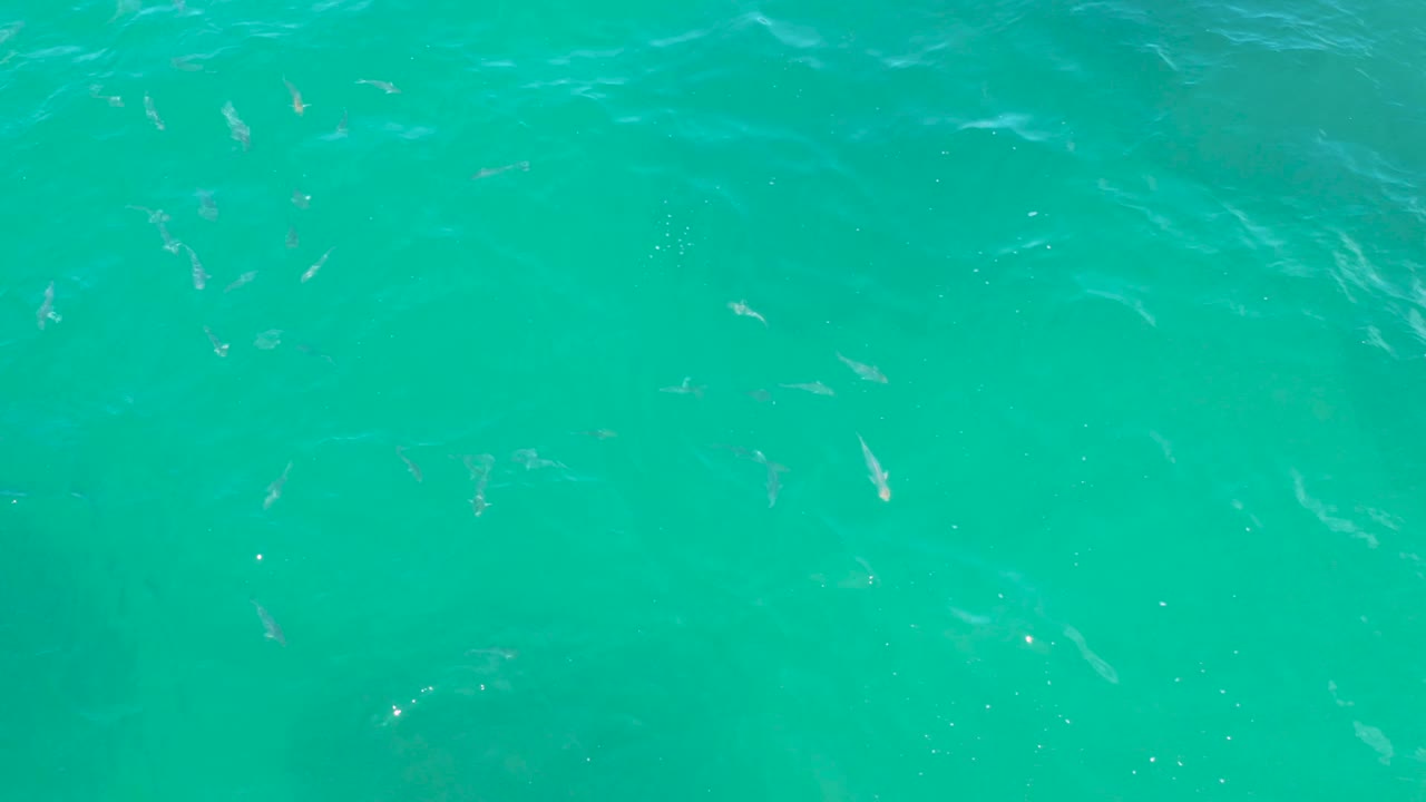 A top-down frame of clear turquoise water at Laguna Beach, Baja California Sur, with several small fish and pale ripple streaks crossing the surface, with no visible people.