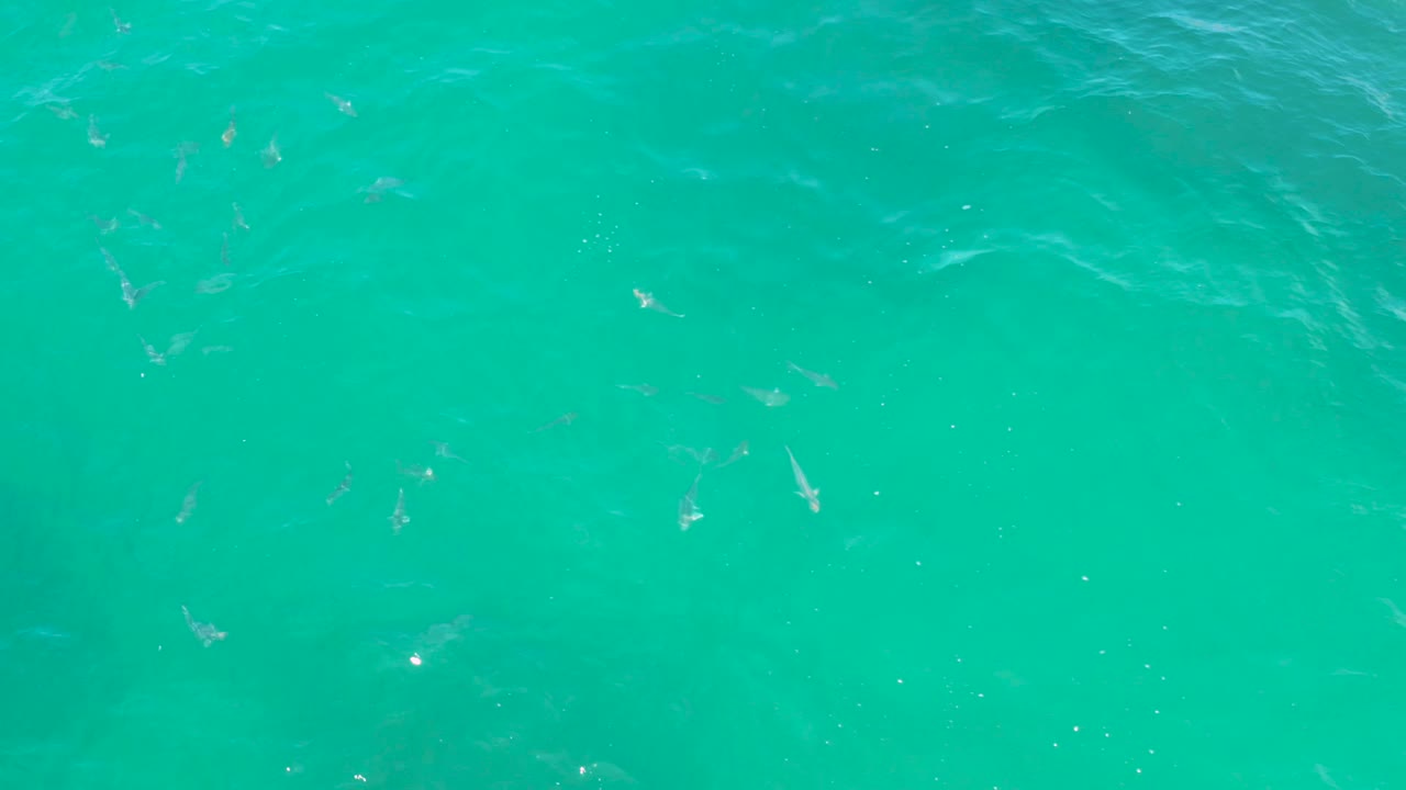 Bright turquoise water fills the frame at Laguna Beach, Baja California Sur, with small fish spread loosely across the view and no shoreline or people visible.