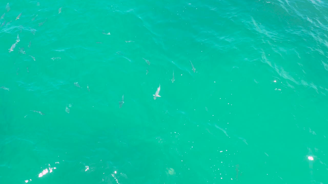 Turquoise seawater with small fish under the surface