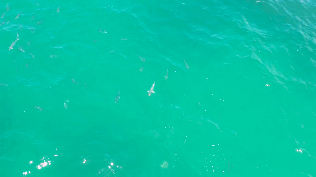 Clear blue-green water fills the frame in Laguna Beach, Baja California Sur, with several small fish visible below faint ripples and no visible people.