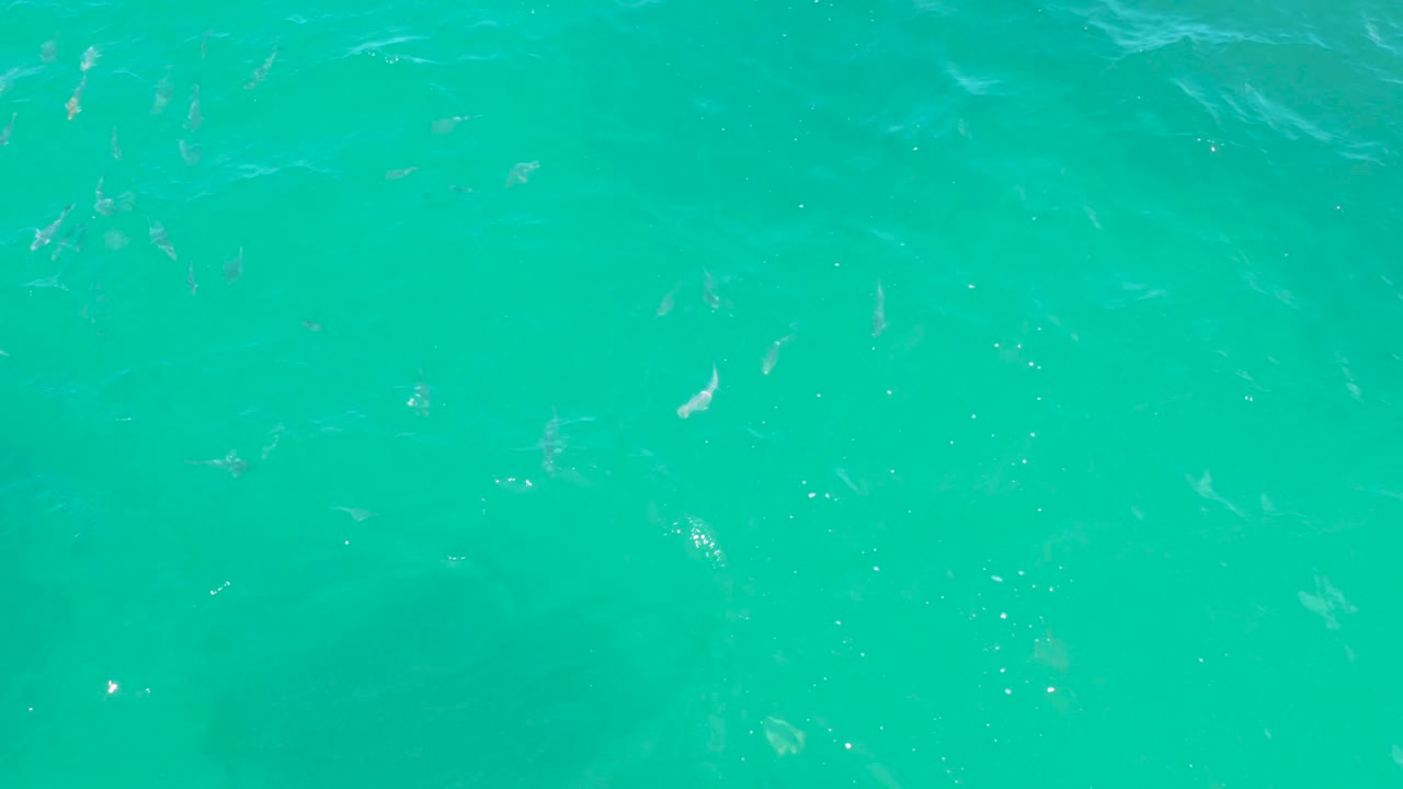 Open turquoise water in Laguna Beach, Baja California Sur, contains small fish and soft streaks of surface movement across the frame, with no visible people.