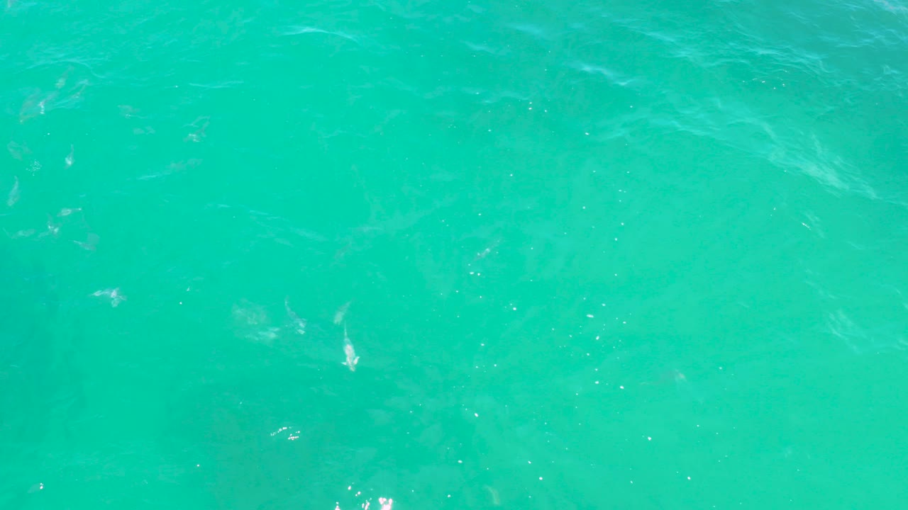 Top-down view of turquoise seawater in Laguna Beach, Baja California Sur, with small white fish scattered beneath surface ripples and no visible people.