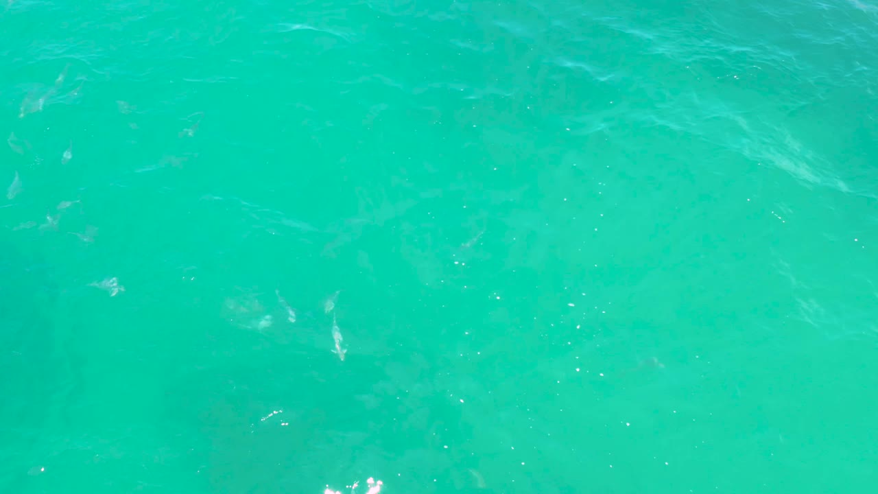 Turquoise water fills the frame as several pale fish shapes appear below the moving surface in Laguna Beach, Baja California Sur, with no visible people.