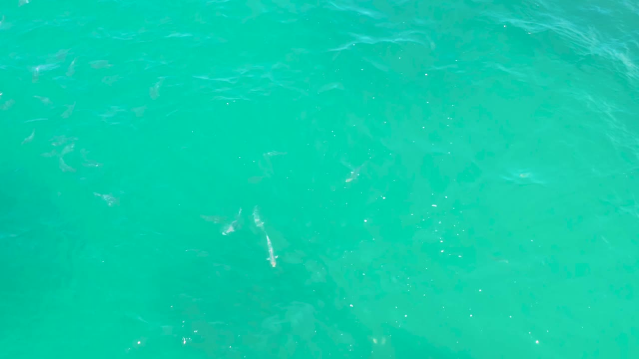 A top-down frame of Laguna Beach, Baja California Sur seawater shows pale fish flashes amid soft surface texture and small sun highlights, with no visible people.