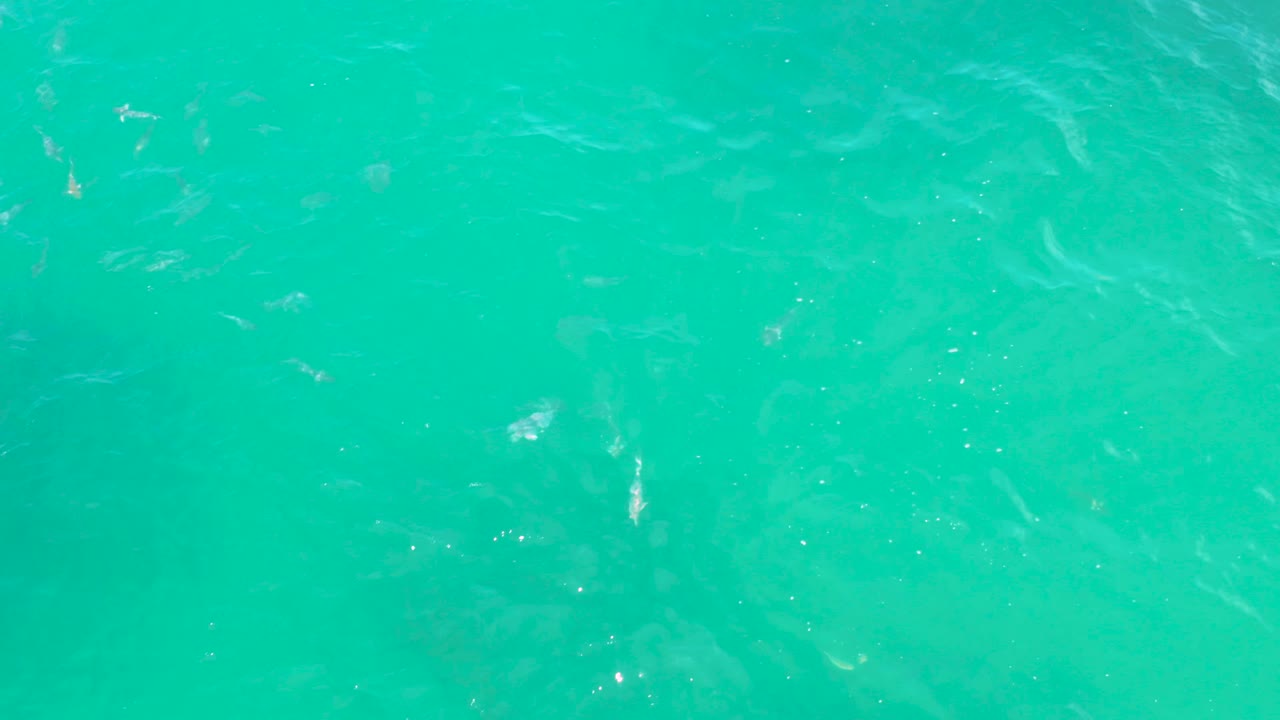Scattered white fish shapes remain visible under rippling turquoise water in Laguna Beach, Baja California Sur, with no shoreline, boats, or people in view.