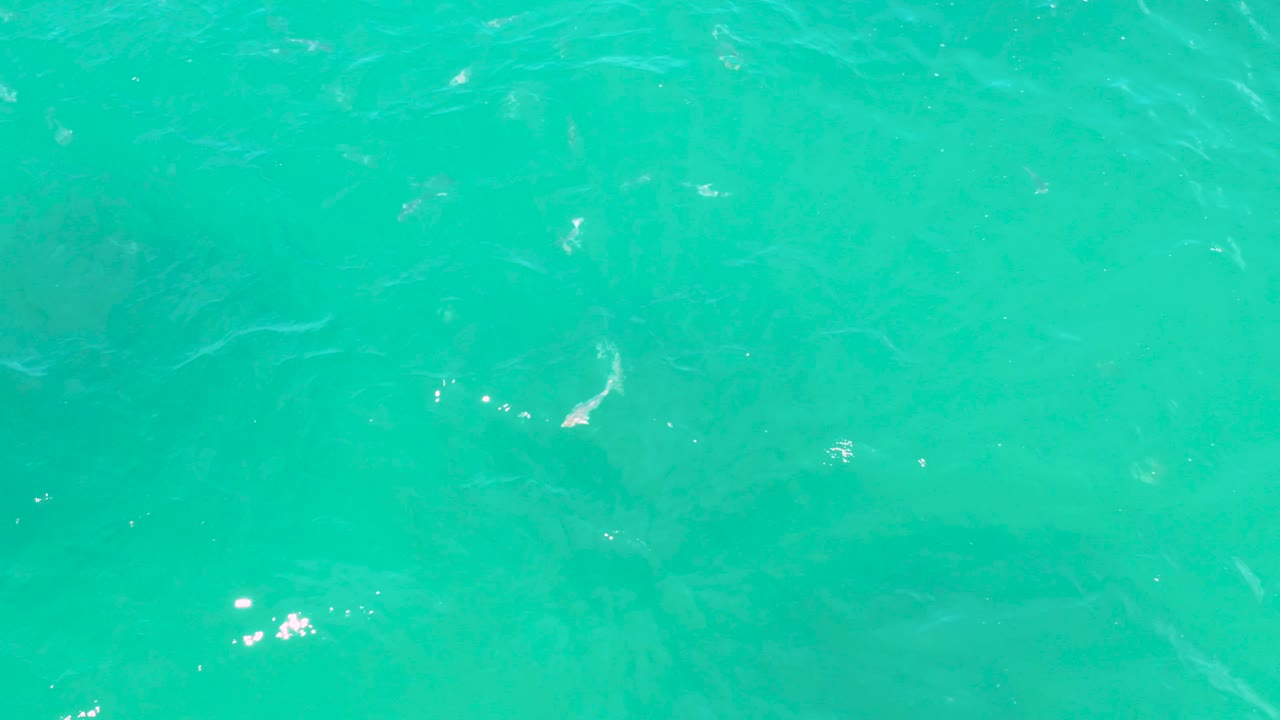 Rippling turquoise water fills the view in Laguna Beach, Baja California Sur, with several pale submerged forms faintly visible and no visible people.
