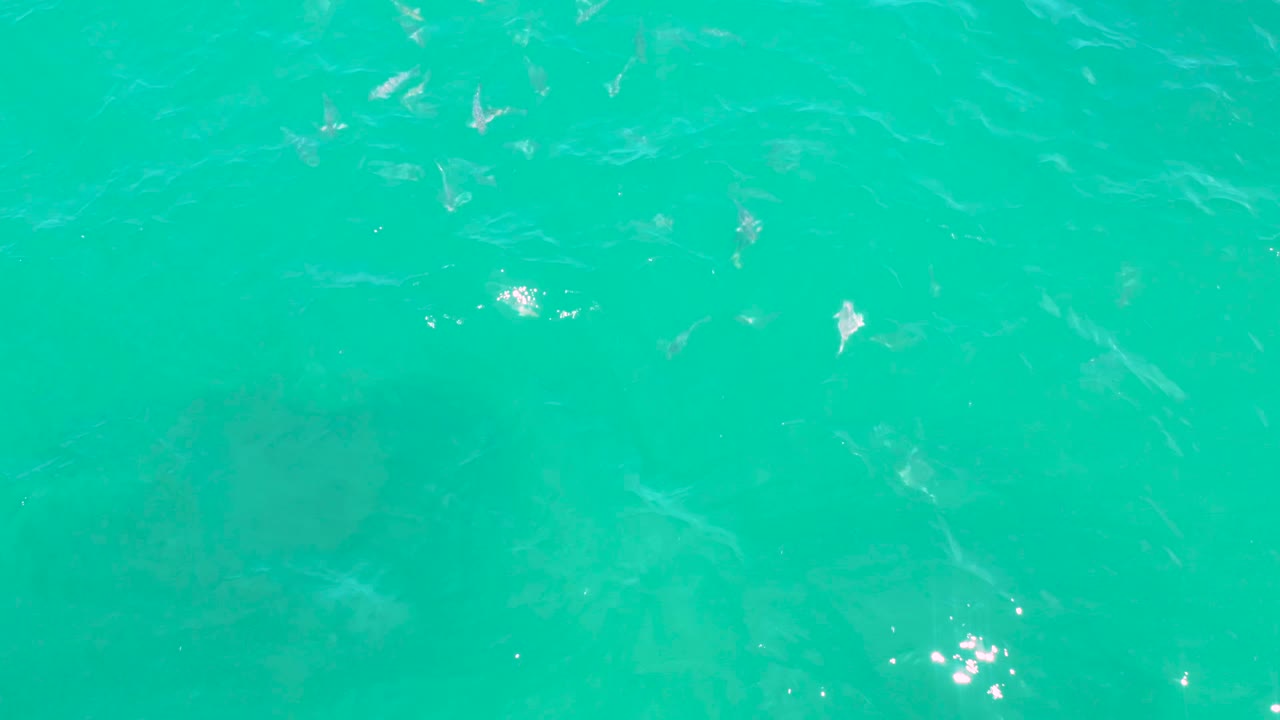 Bright turquoise water in Laguna Beach, Baja California Sur, with faint schools of small fish spread across the frame and no visible people.