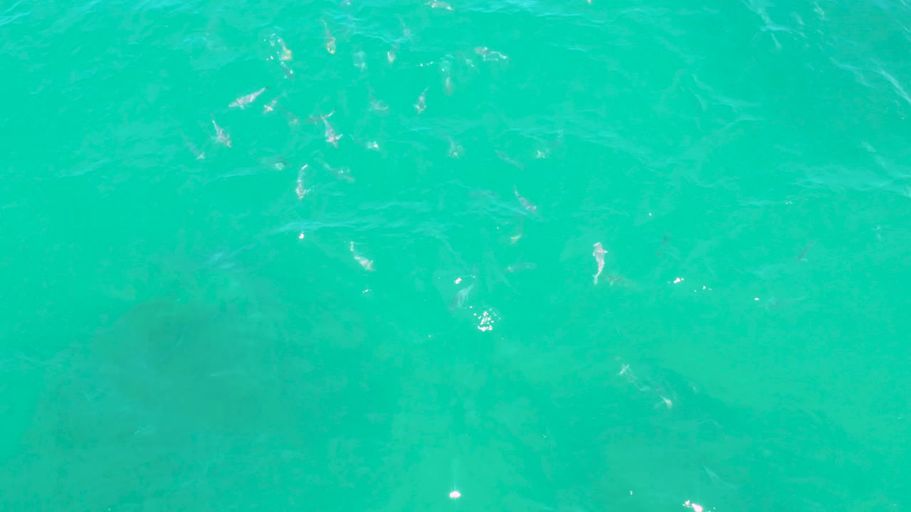 Overhead sea surface in Laguna Beach, Baja California Sur, where pale fish shapes sit below shifting ripples and small white highlights, with no visible people.