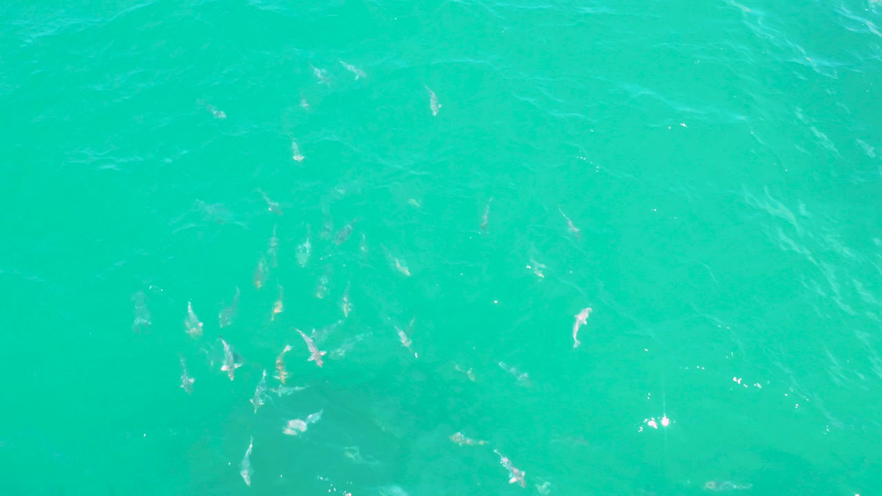 Small white fish scatter beneath turquoise water in Laguna Beach, Baja California Sur, with soft surface ripples and no visible people.