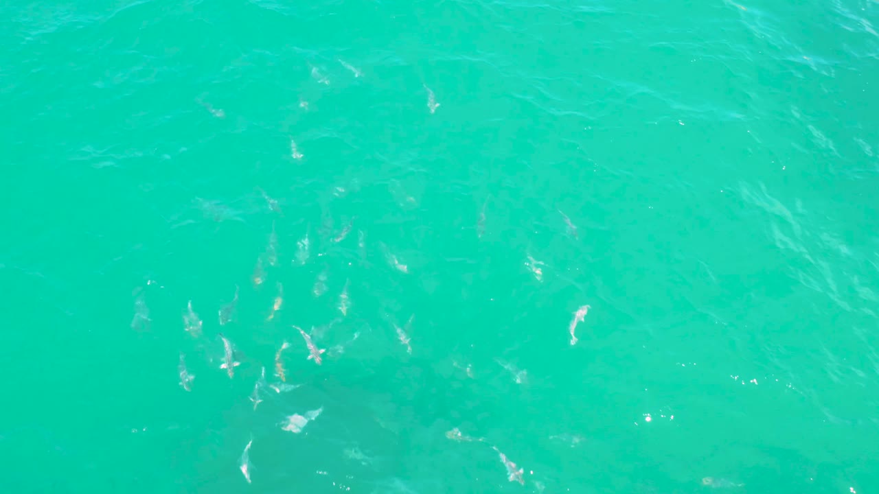Fish school visible below bright blue water surface