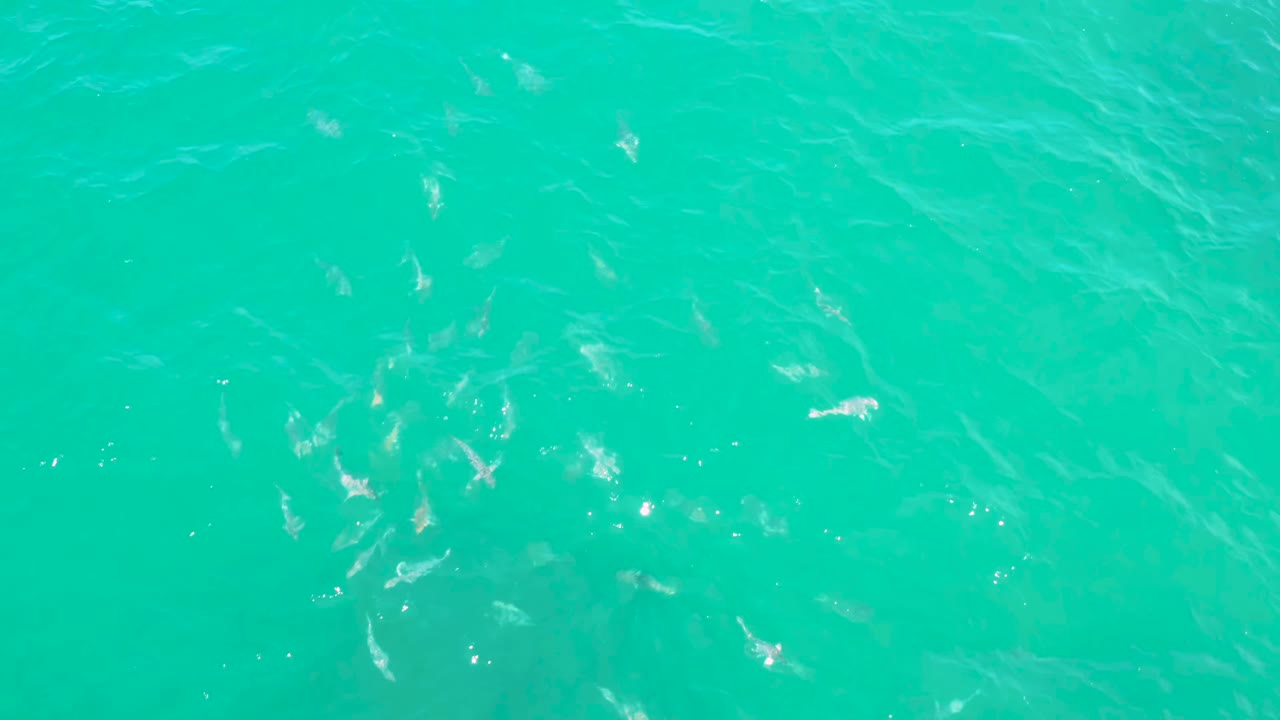 A denser cluster of white fish appears in the right side of the turquoise sea at Laguna Beach, Baja California Sur, with no visible people.