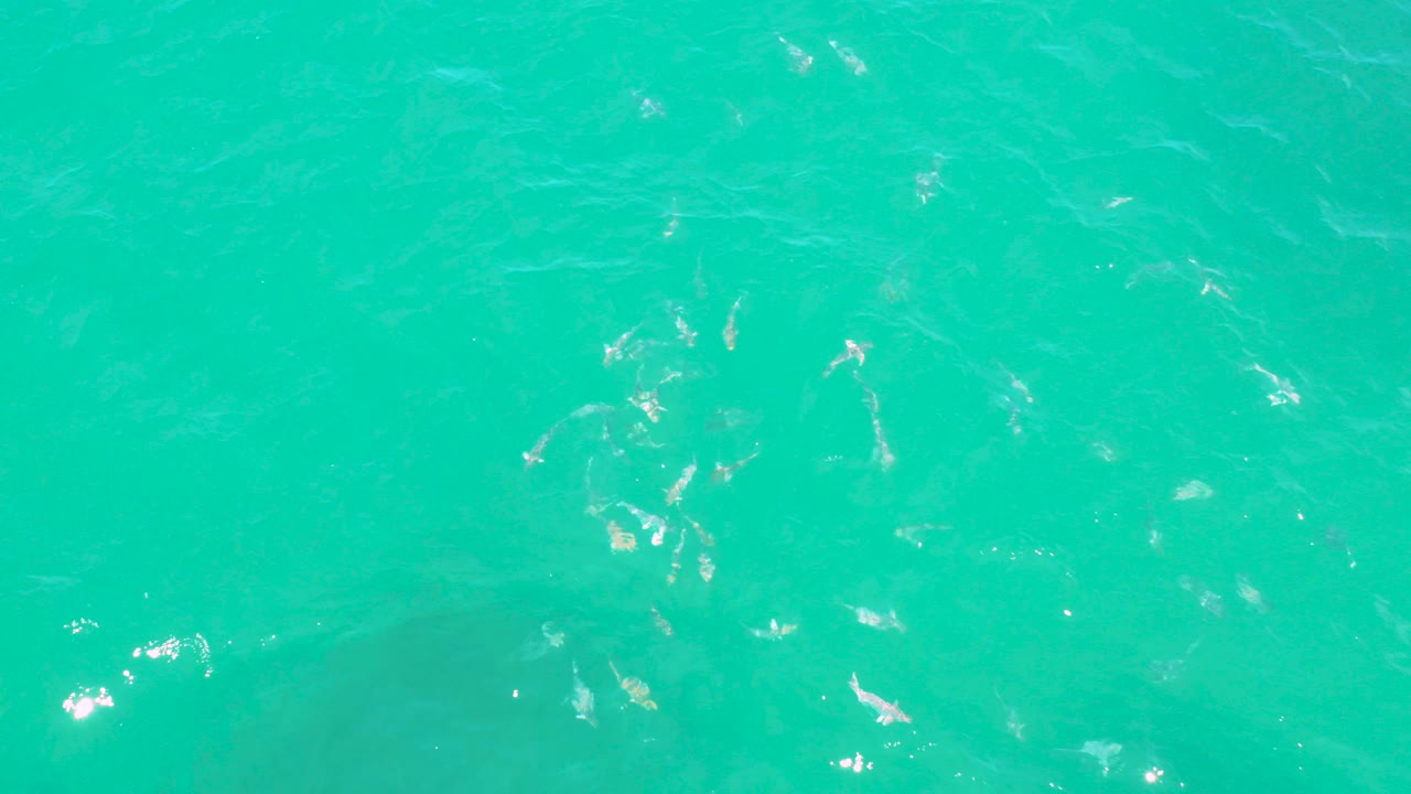 Hammerhead sharks visible beneath emerald ocean water.