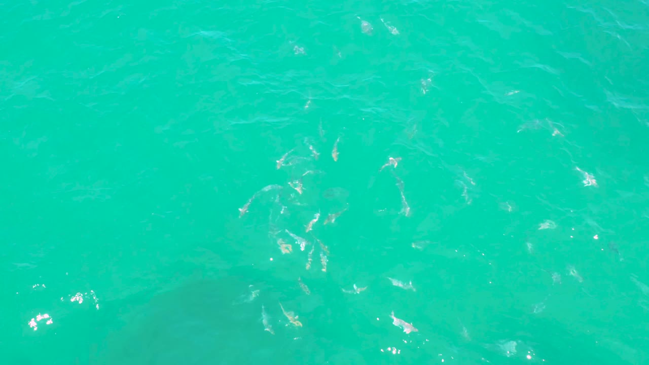 Overhead view of a tighter cluster of hammerhead sharks beneath rippled emerald water near Laguna Beach, Baja California Sur, with no visible people or vessels.