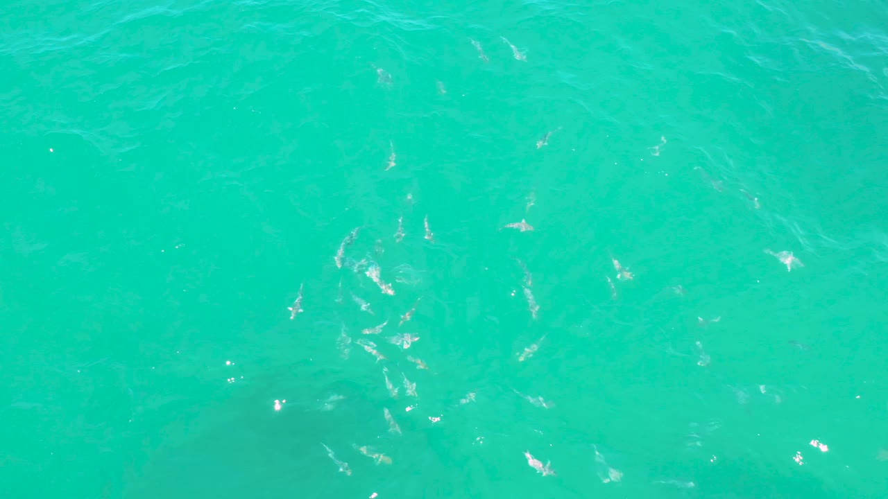 Aerial-looking frame with several hammerhead sharks spread across turquoise-green water near Laguna Beach, Baja California Sur, with surface texture and no visible people.