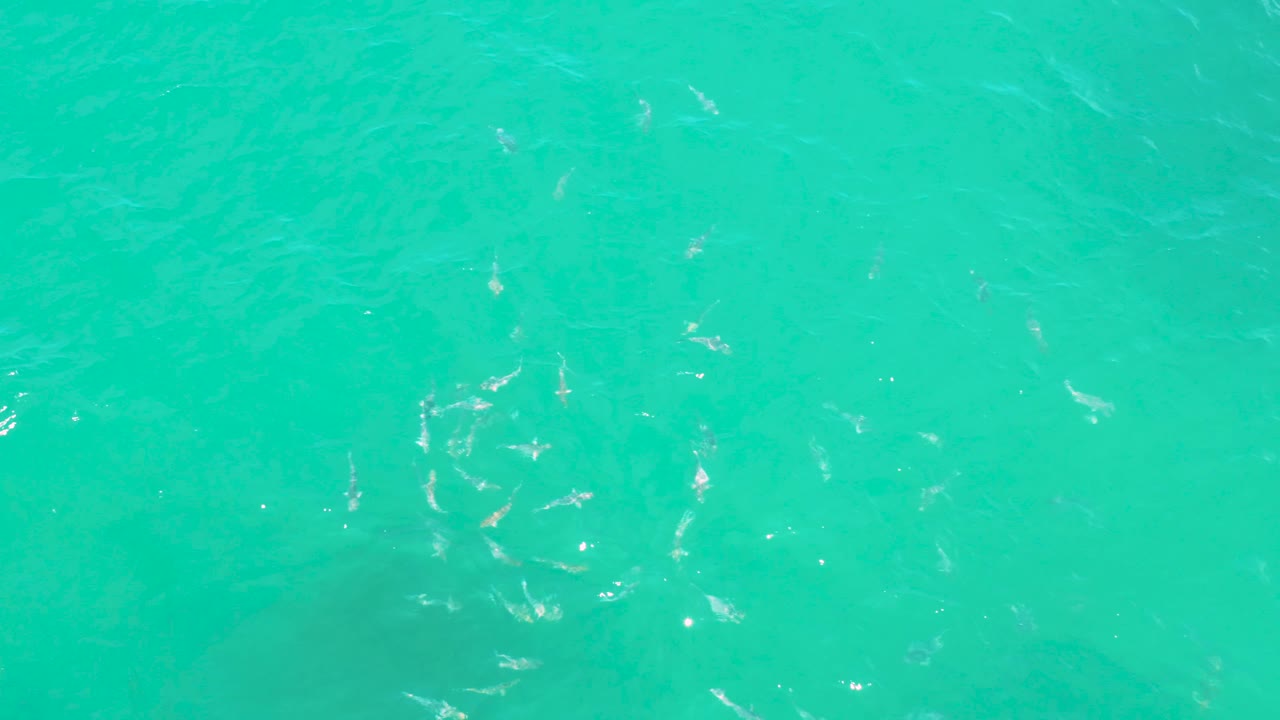 Overhead frame of hammerhead shark silhouettes below bright emerald ocean water near Laguna Beach, Baja California Sur, with faint wave texture and no visible people.
