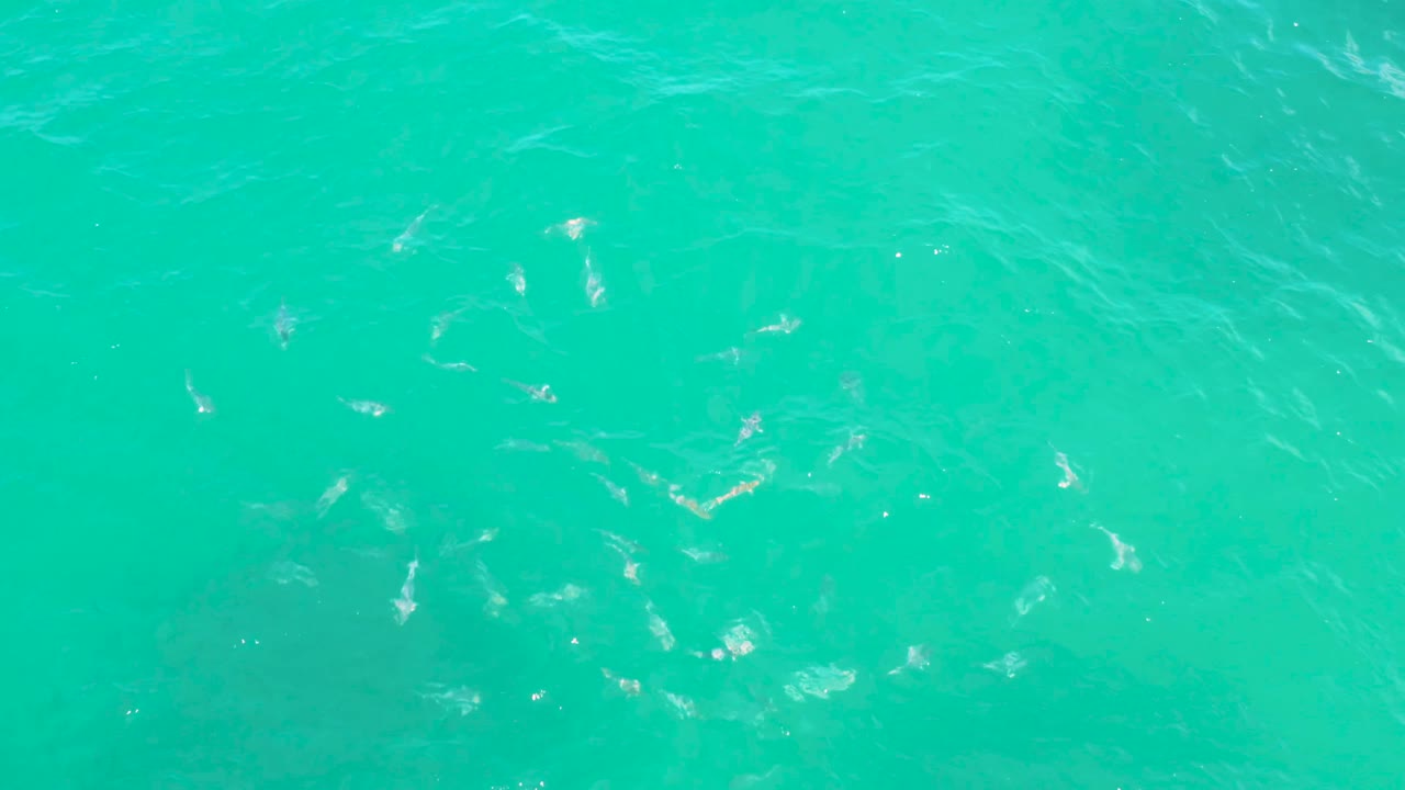Clear green-blue water in Laguna Beach, Baja California Sur, with fish clustered across the middle of the frame and no visible people.