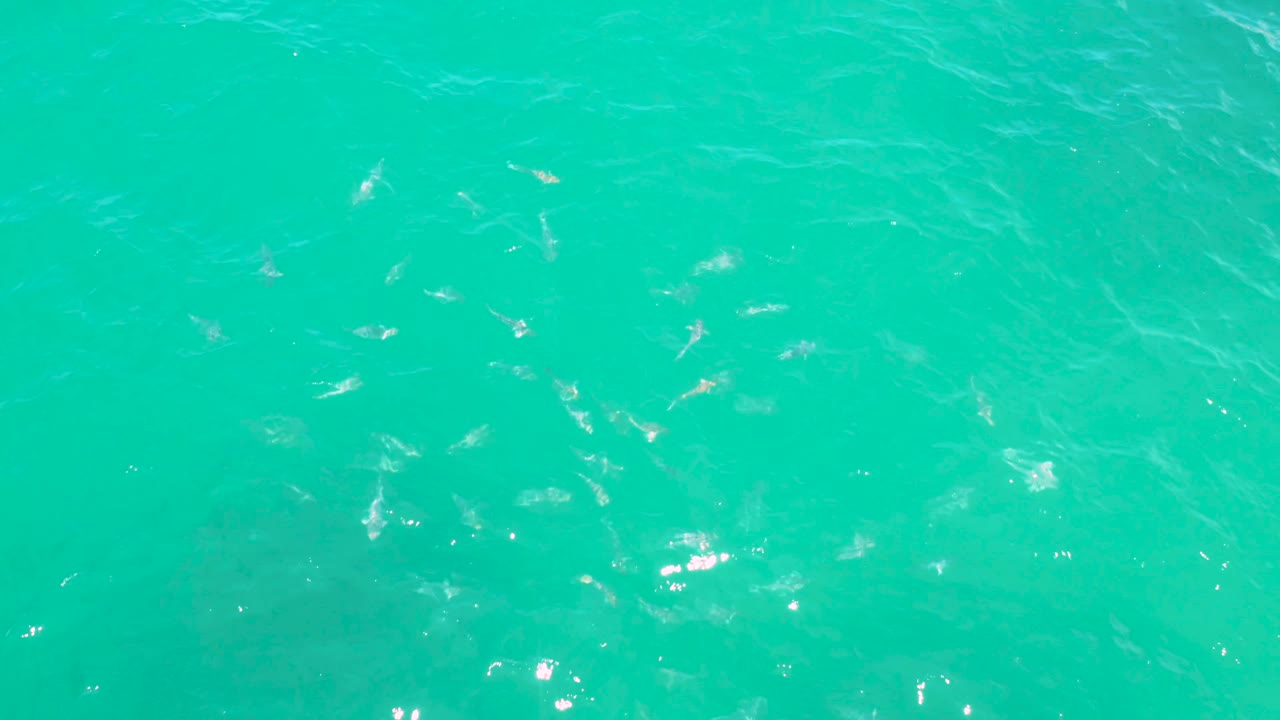 Bright turquoise sea surface in Laguna Beach, Baja California Sur, with scattered fish visible below soft ripples and no visible people.