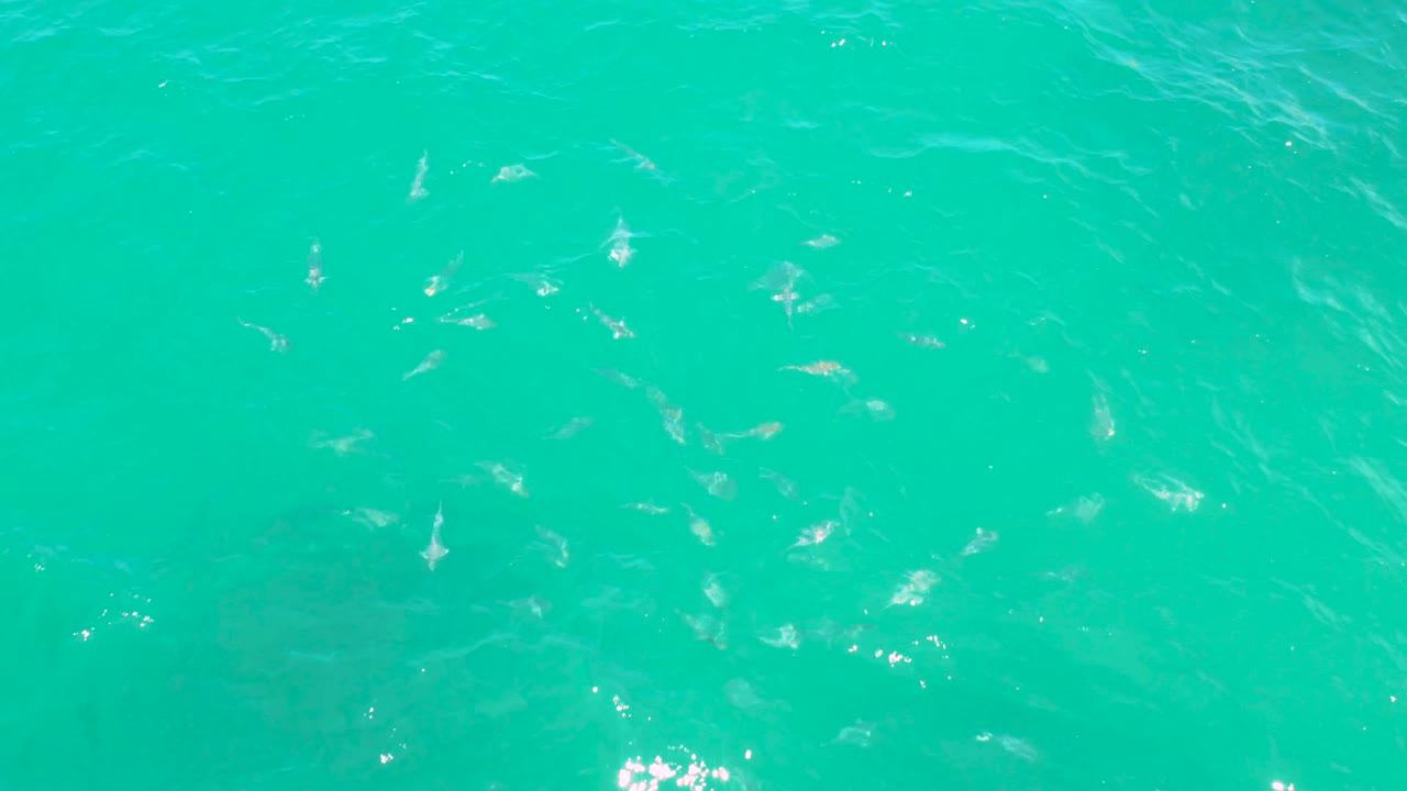 Aqua water in Laguna Beach, Baja California Sur, with pale fish spread across the frame and faint darker underwater tones, with no visible people.