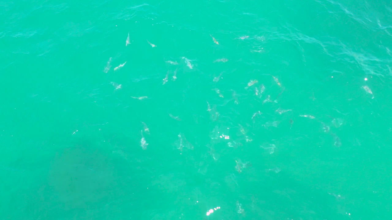 Turquoise ocean surface with small fish below the water