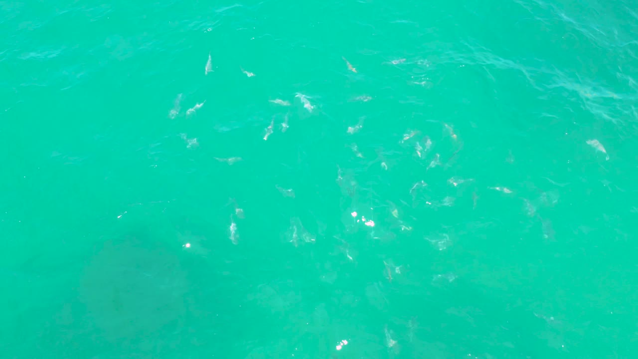 Blue-green ocean surface in Laguna Beach, Baja California Sur, with fish clustered faintly under ripples and no visible people.