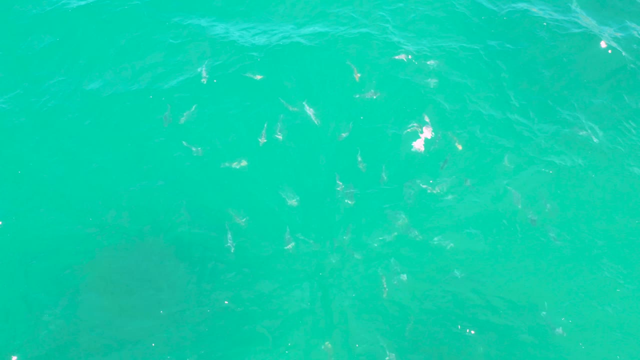 Overhead turquoise water in Laguna Beach, Baja California Sur, with pale fish shapes scattered near the surface and no visible people.