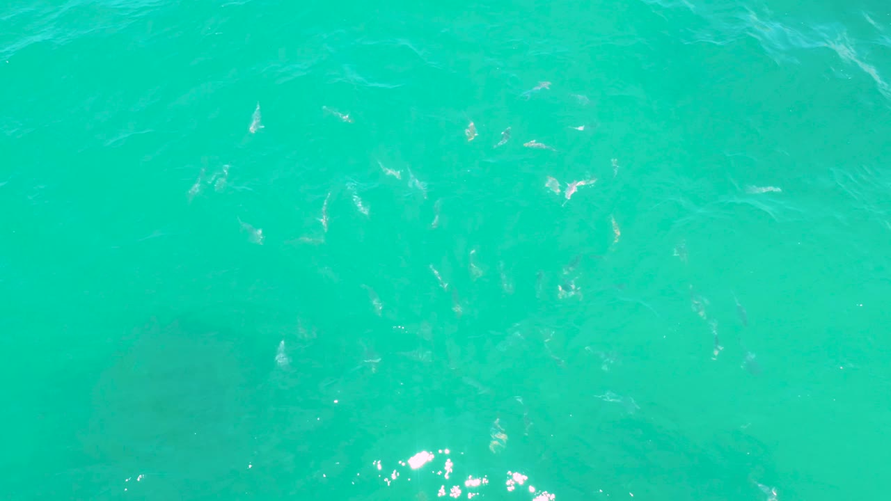 Aqua ocean surface in Laguna Beach, Baja California Sur, with a looser fish grouping beneath soft ripples and no visible people.