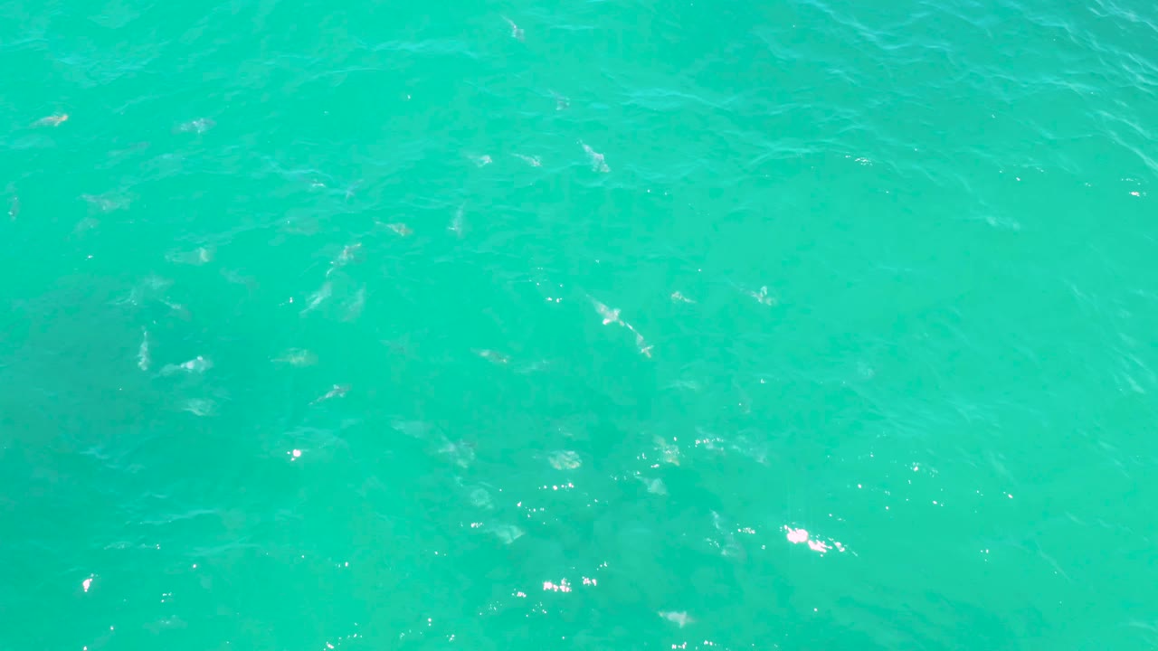 Blue-green ocean surface with faint wave streaks.