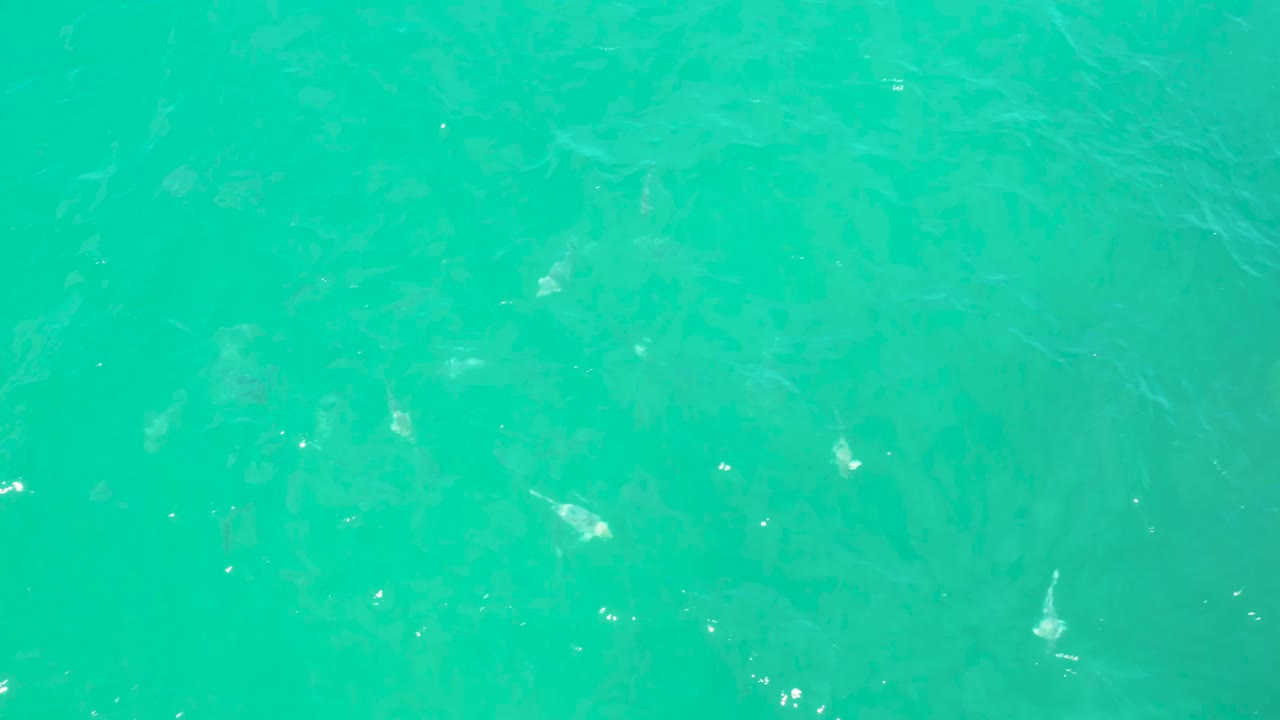 Top-down view of clear turquoise water in Laguna Beach, Baja California Sur, with small pale fish scattered under the surface and no visible people.