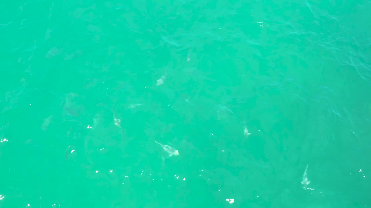 Clear green-blue sea water in Laguna Beach, Baja California Sur, shows pale fish spread across the frame with small sun glints and no visible people.