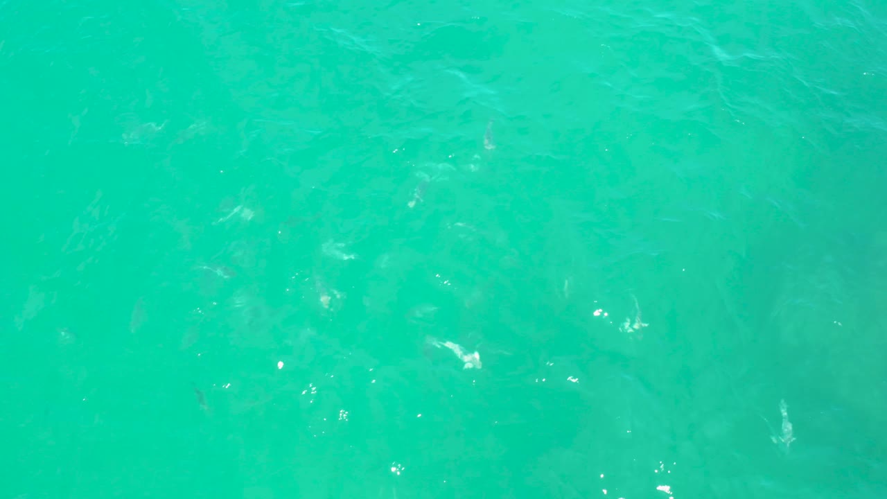 A top-down turquoise water frame from Laguna Beach, Baja California Sur, with pale fish visible at varied depths and no visible people.