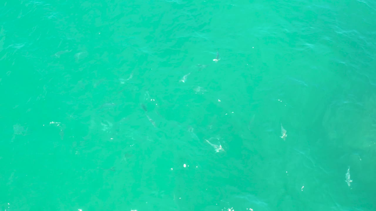 Small white fish in clear turquoise water with soft ripples.