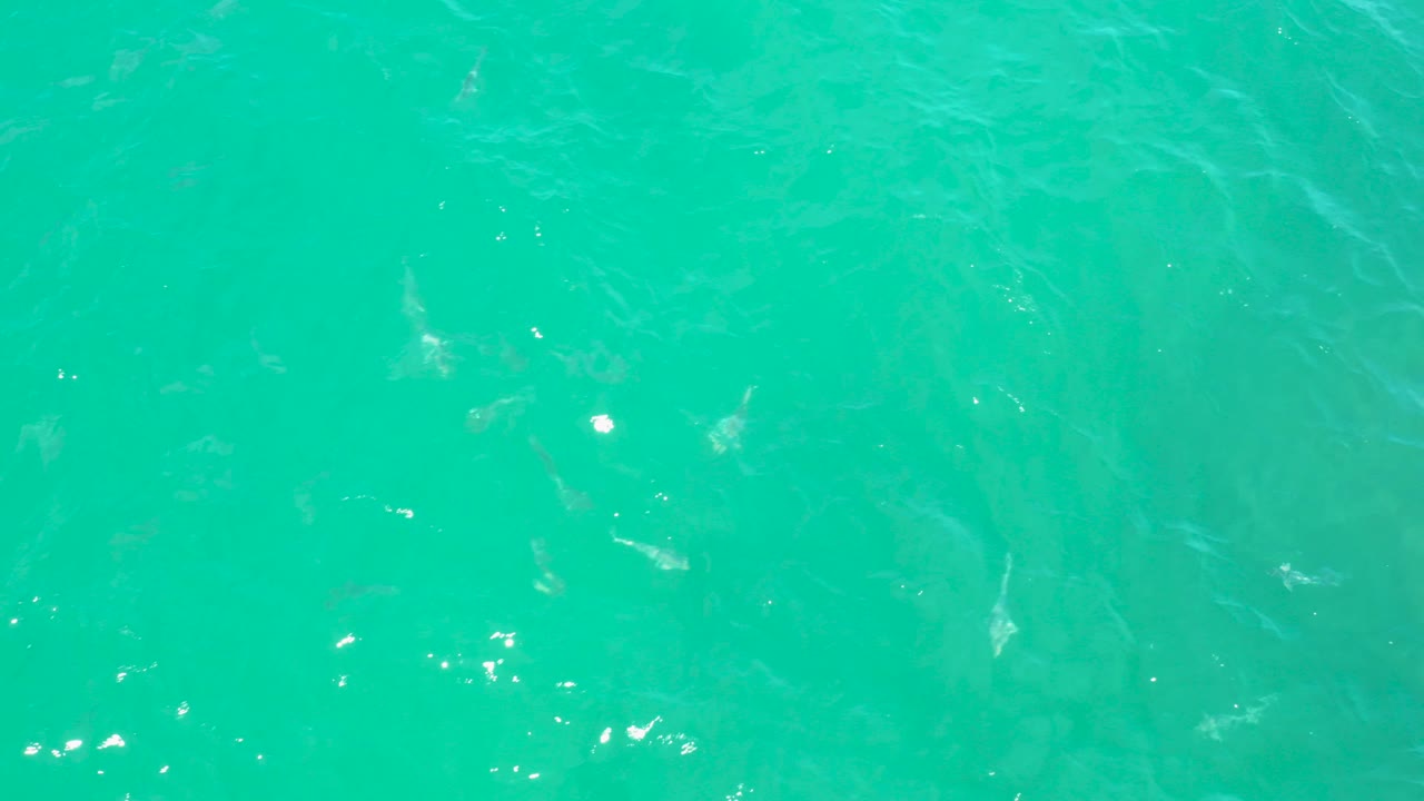 Turquoise ocean surface with pale sharks beneath ripples