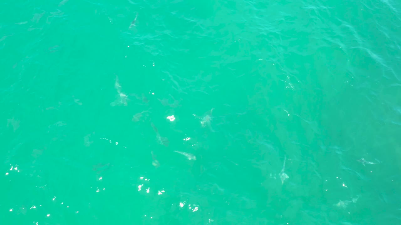 Emerald-green surface water in Laguna Beach, Baja California Sur contains several faint shark forms under small ripples, with no shoreline and no visible people.