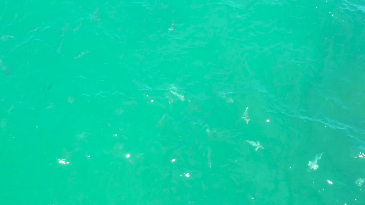 Aqua-green water in Laguna Beach, Baja California Sur fills the frame as scattered shark shapes pass beneath light ripples, with no visible people.