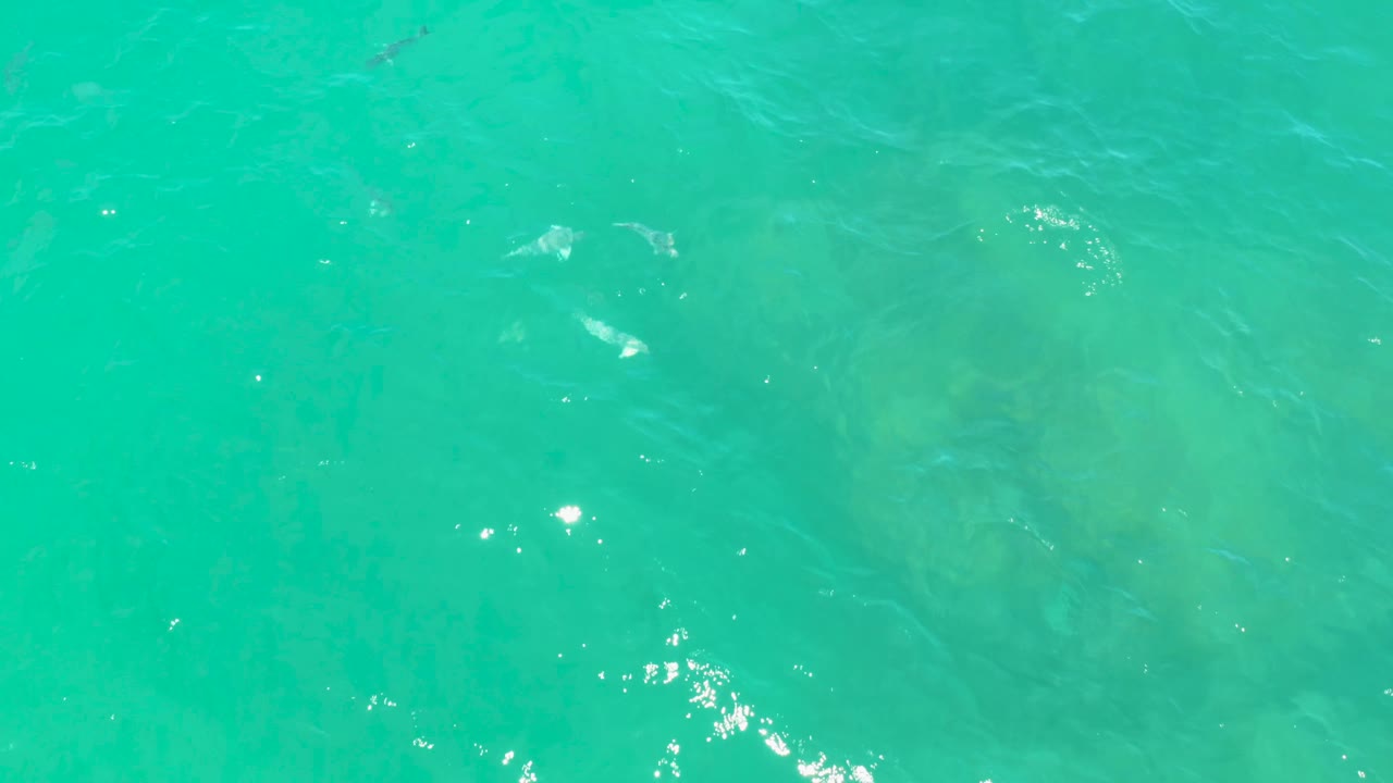 Overhead turquoise sea at Laguna Beach, Baja California Sur, with pale submerged forms, a few small dark fish marks, light surface texture, and no visible people.
