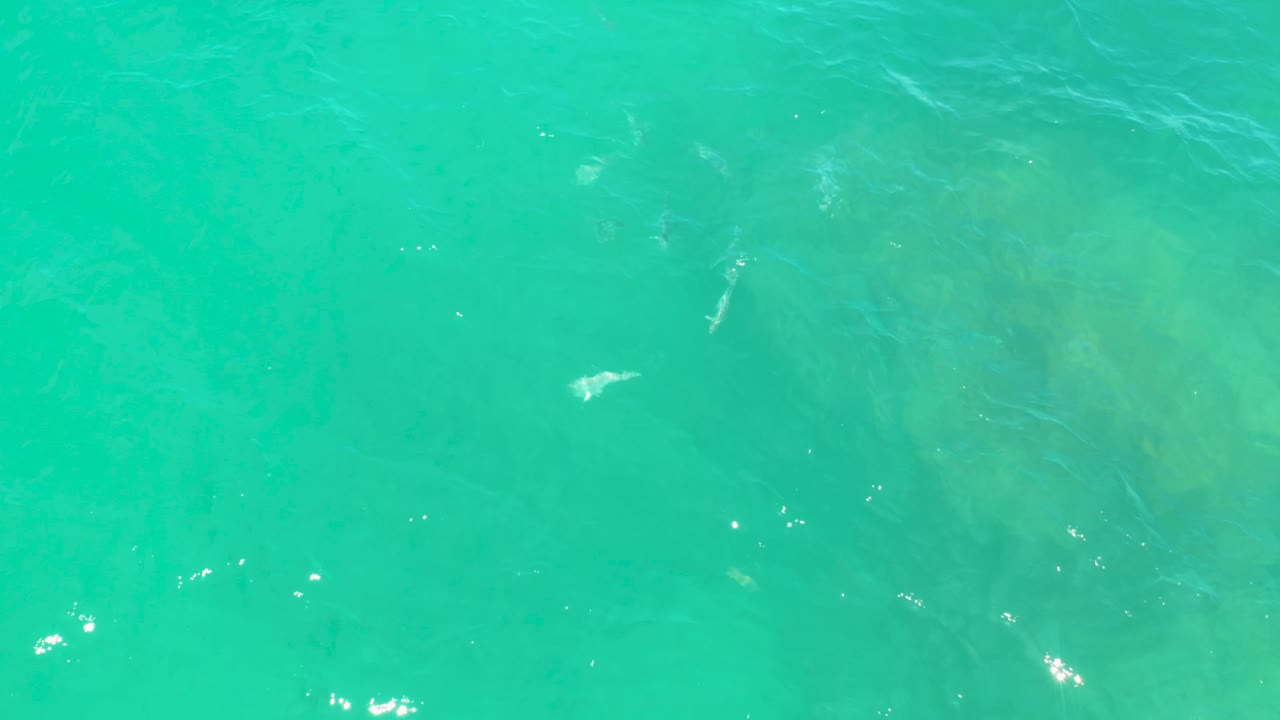 An overhead view of Laguna Beach water shows scattered silver fish, fine ripples, mild white highlights, and no visible people.