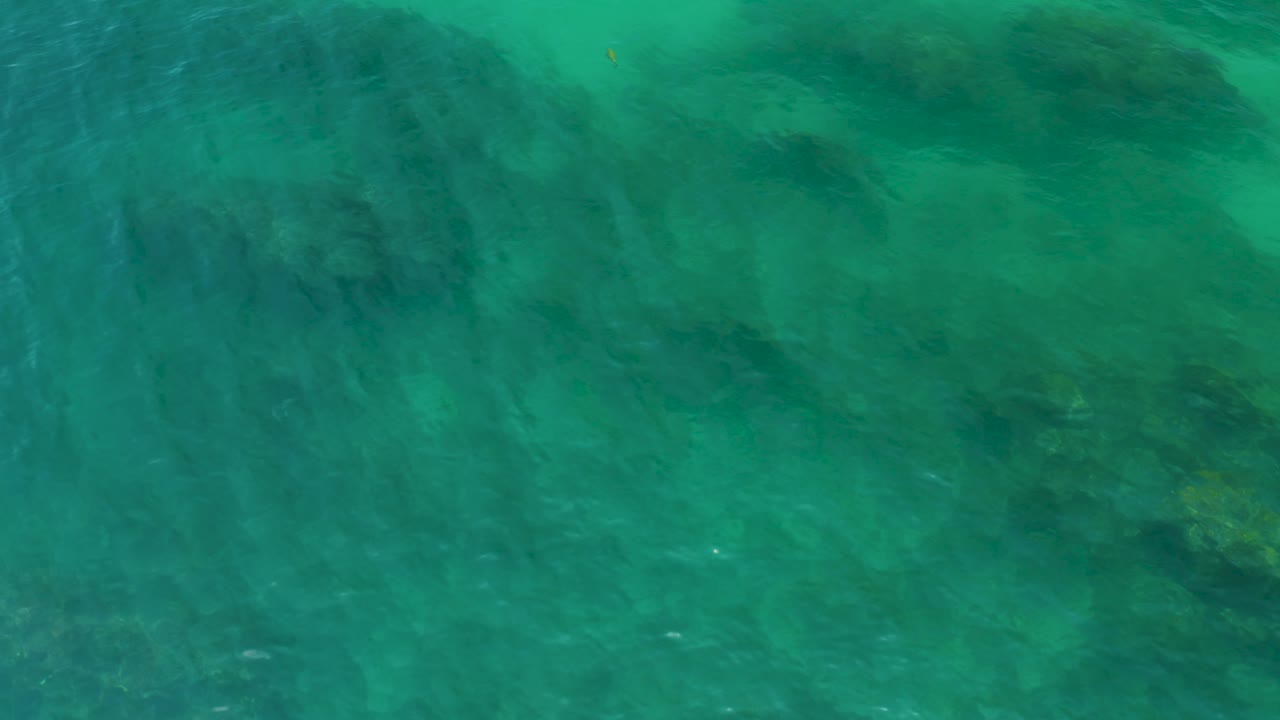 A steep overhead frame of Palmilla Beach seawater shows broad dark algae patches under green water and faint surface ripple lines, with no visible people.
