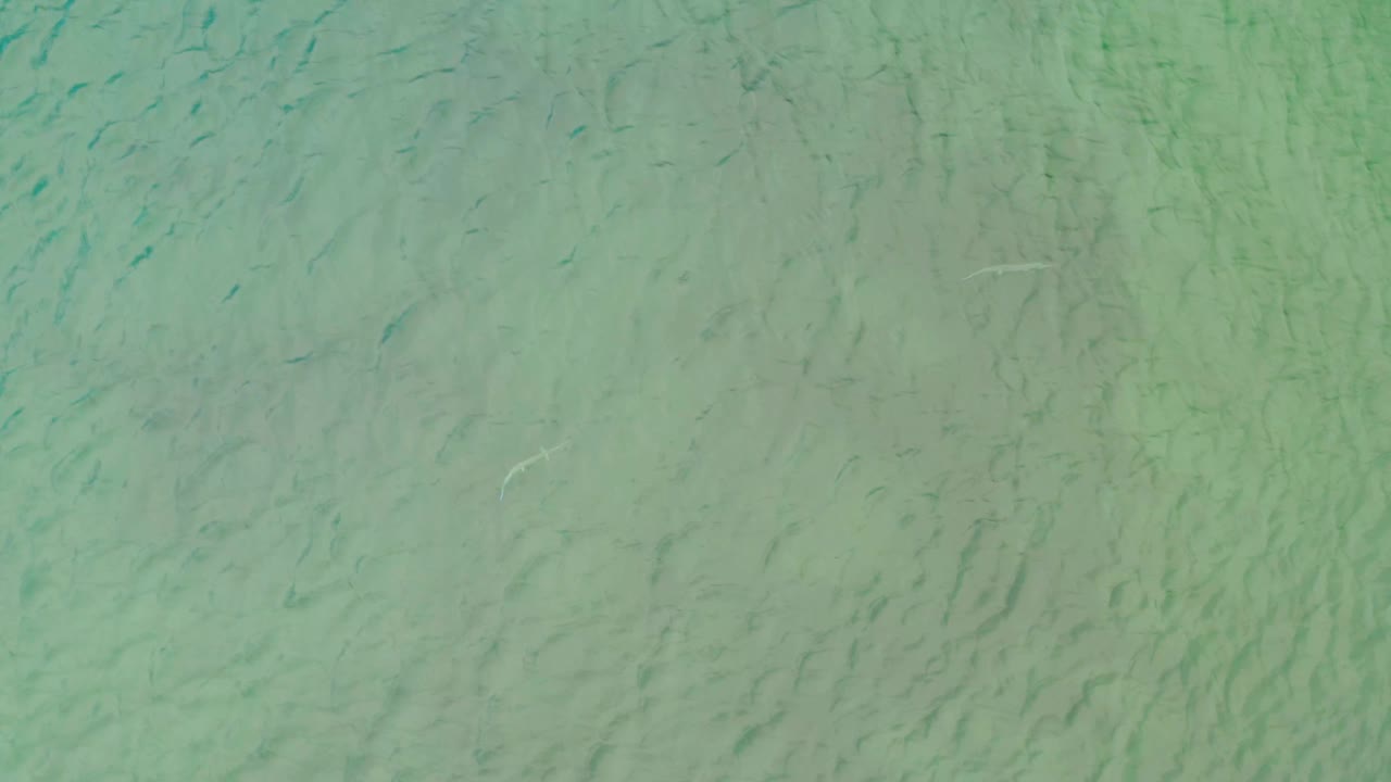 Clear green-blue seawater in La Ribera, Baja California Sur, with scattered small fish visible below the surface and no visible people.