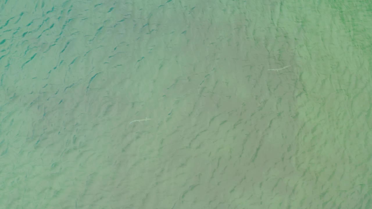 Pale clear seawater in La Ribera, Baja California Sur, with thin dark fish shapes dispersed beneath the surface and no visible people.