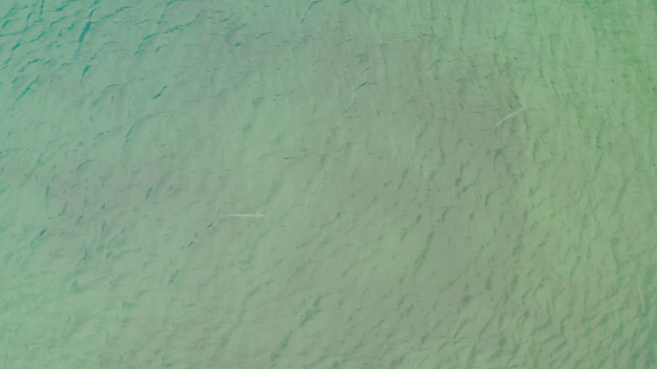 Green-tinted ocean water in La Ribera, Baja California Sur, with darker fish streaks visible under soft surface ripples and no visible people.