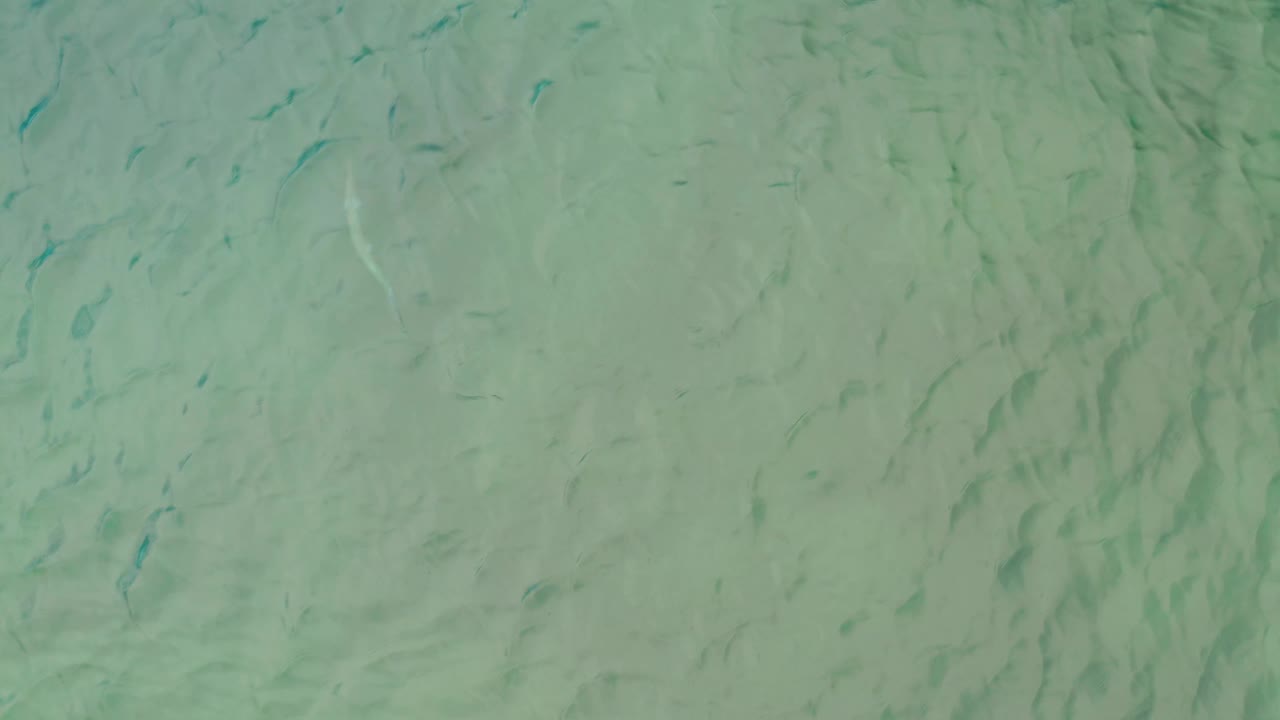 Cloudy green water fills the frame in La Ribera, Baja California Sur, with dark fish-like shapes spread across the upper and lower areas and no visible people.