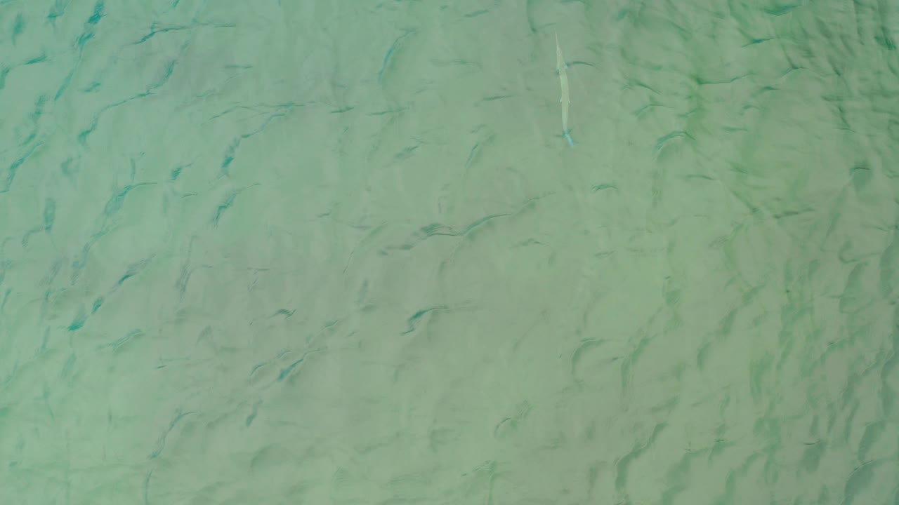 Overhead view of clear shallow sea water in La Ribera, Baja California Sur, with small pale fish-like forms scattered across the sandy bottom and no visible people.