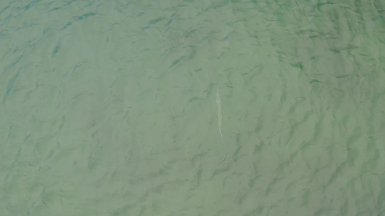 Opening overhead frame of pale green ocean water near La Ribera, Baja California Sur, with small dark fish-like shapes scattered through the water and no visible people.