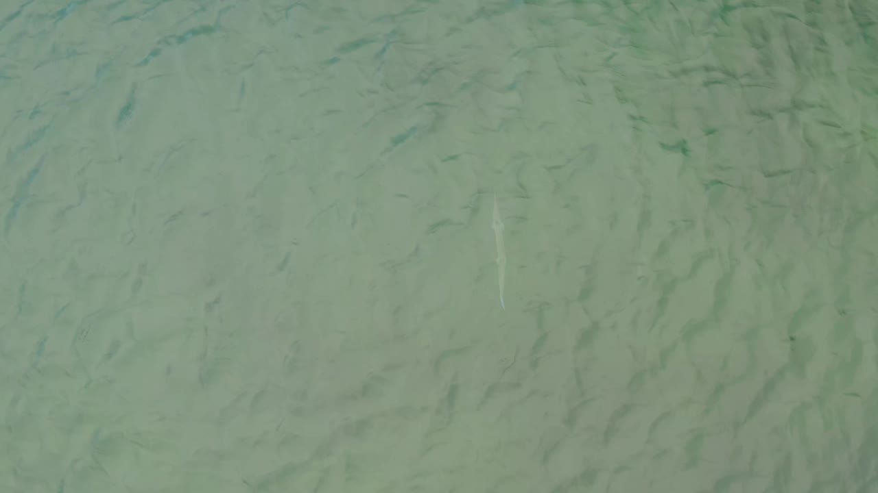 Overhead view of pale green La Ribera ocean water with fine dark fish-like marks spread across the frame and no visible people.
