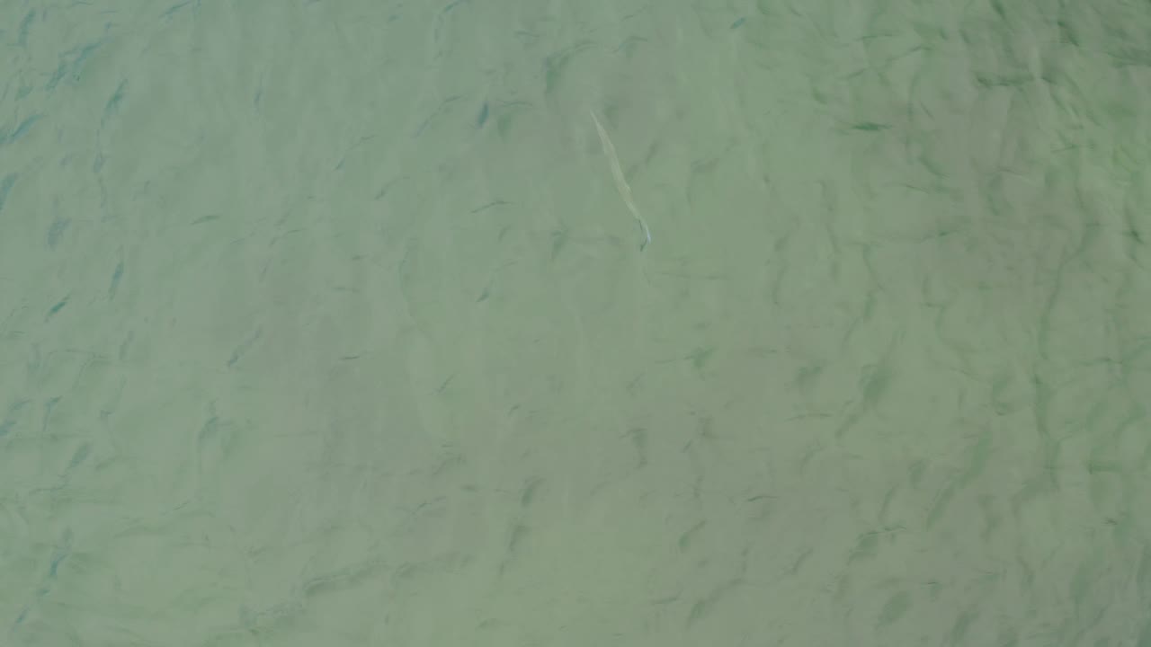 Pale green ocean water near La Ribera fills the frame, with scattered small dark fish-like shapes and faint underwater lines, no visible people.