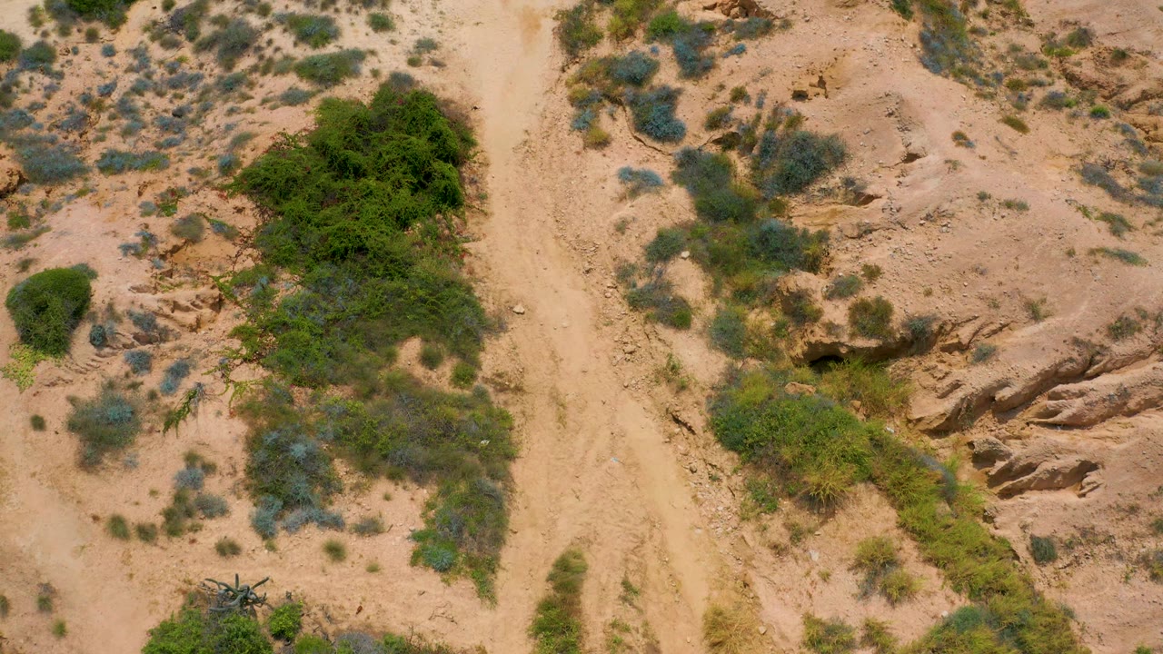 Drone view near Secrets Marquis Los Cabos, Mexico, showing a large green bush beside a sandy wash, eroded rock channels, scattered brush, and no visible people.